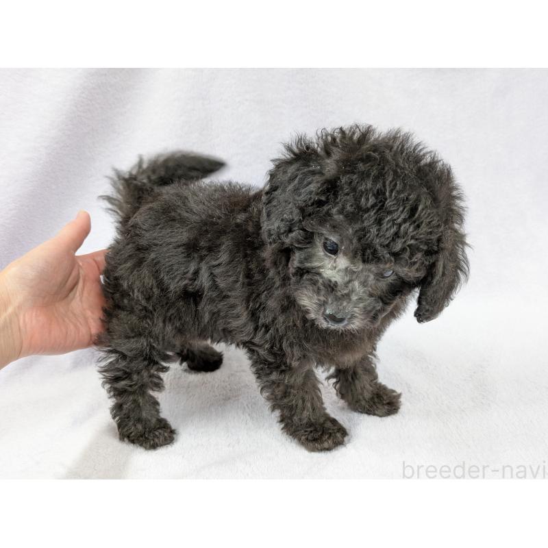 販売中の滋賀県のトイプードル-429666の4枚目