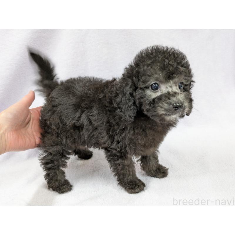 販売中の滋賀県のトイプードル-429666の3枚目