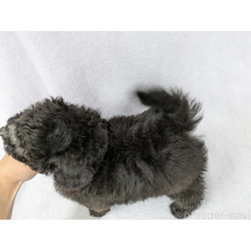 販売中の滋賀県のトイプードル-429666の2枚目