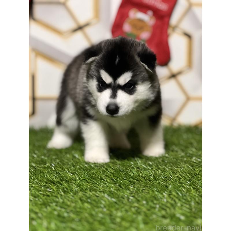 成約済の静岡県のシベリアンハスキー-426760の7枚目