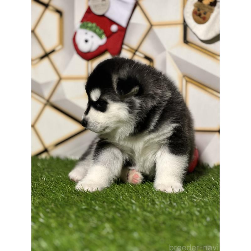 成約済の静岡県のシベリアンハスキー-426760の6枚目