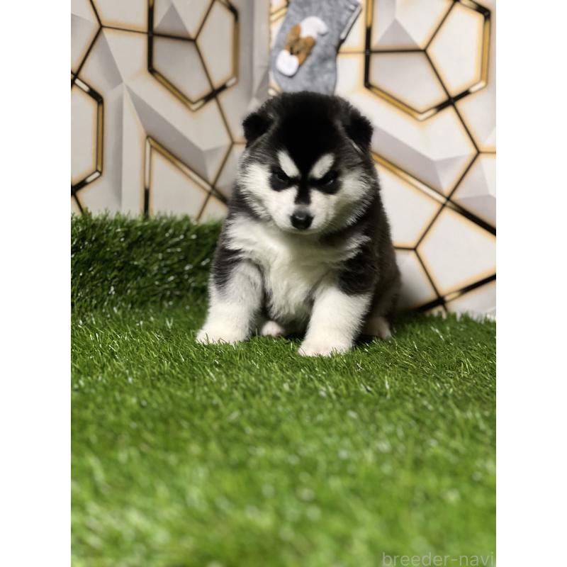 成約済の静岡県のシベリアンハスキー-426760の5枚目