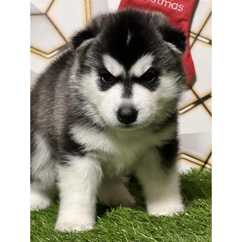 成約済の静岡県のシベリアンハスキー-426760の4枚目