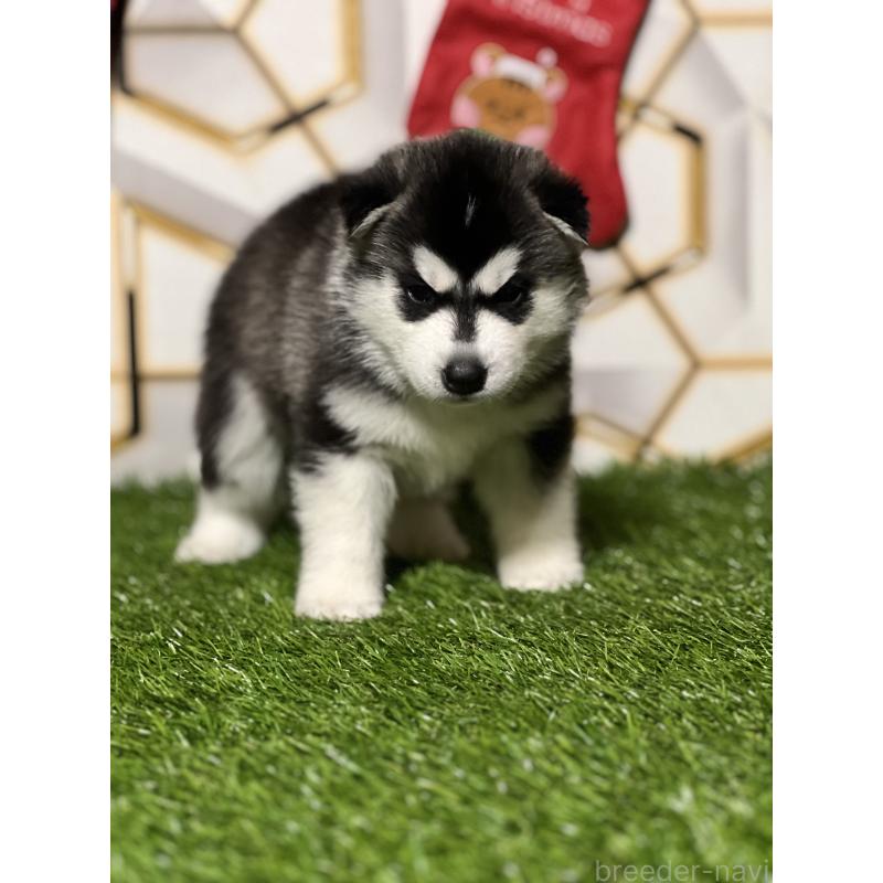 成約済の静岡県のシベリアンハスキー-426760の3枚目