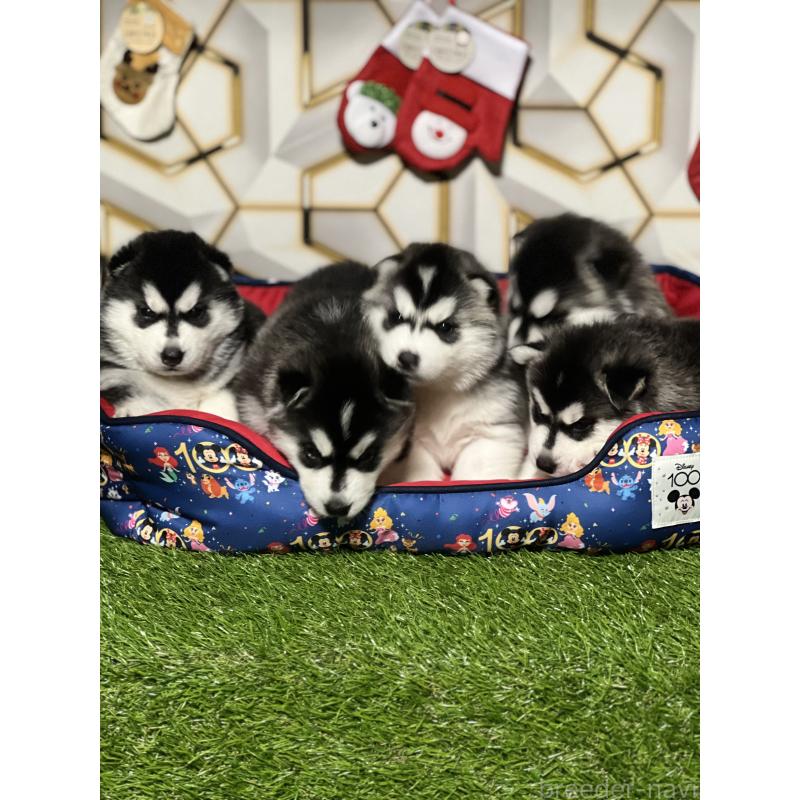 成約済の静岡県のシベリアンハスキー-426760の2枚目