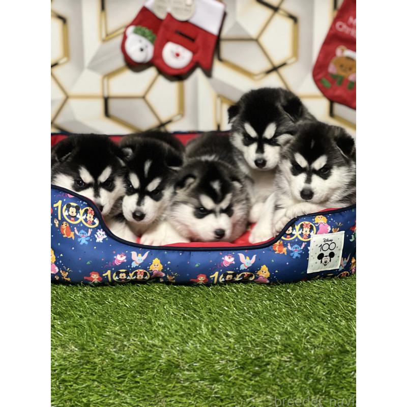 成約済の静岡県のシベリアンハスキー-426757の2枚目