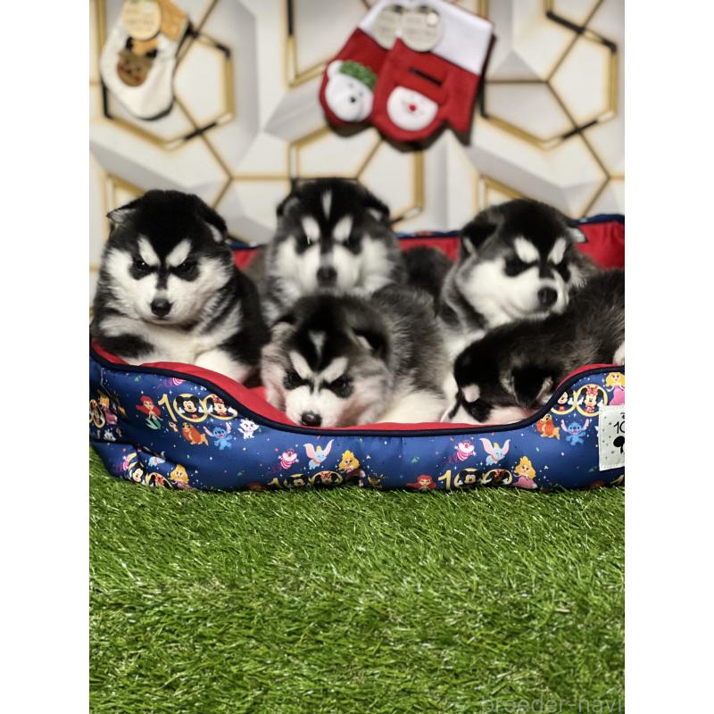 成約済の静岡県のシベリアンハスキー-426756の2枚目