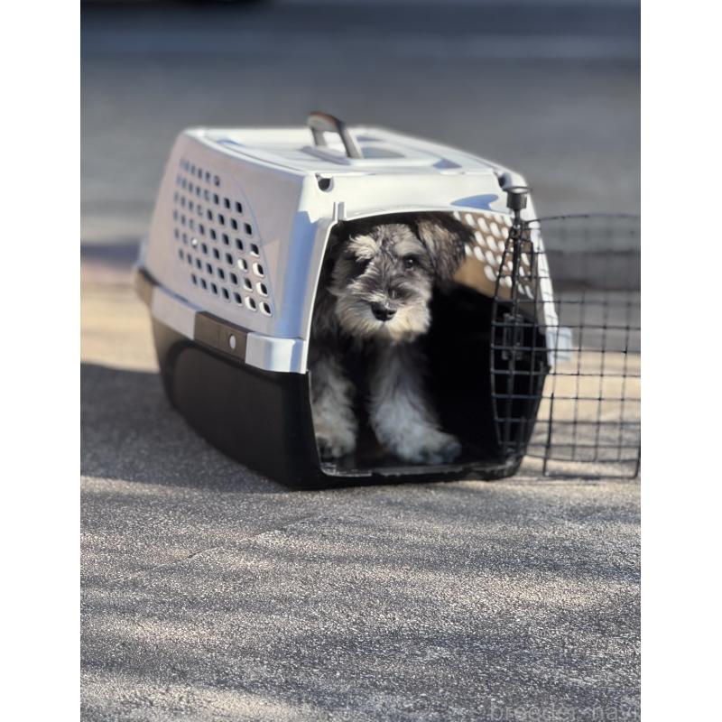 販売中の愛知県のミニチュアシュナウザー-421130の4枚目