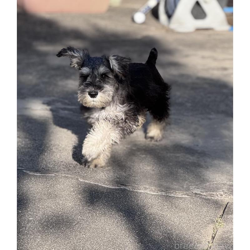 販売中の愛知県のミニチュアシュナウザー-421130の3枚目