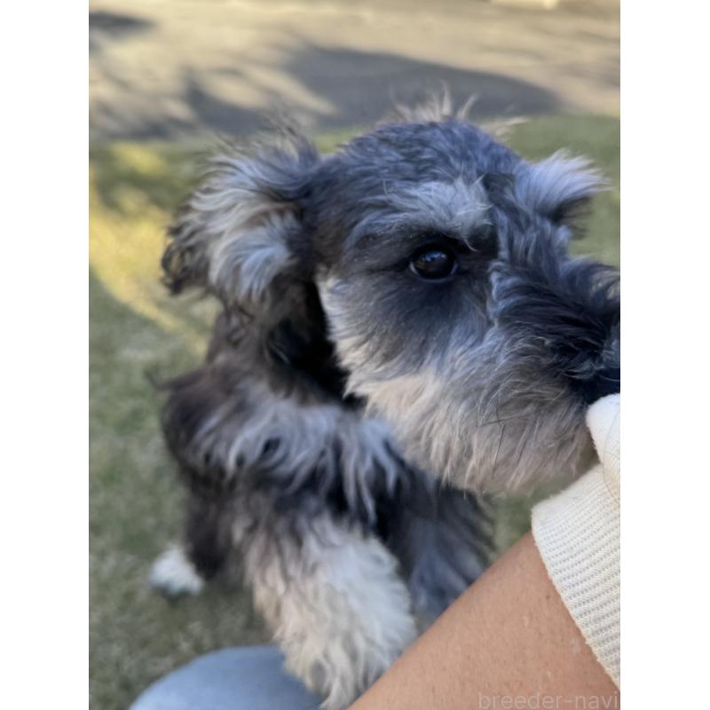 販売中の愛知県のミニチュアシュナウザー-421130の2枚目