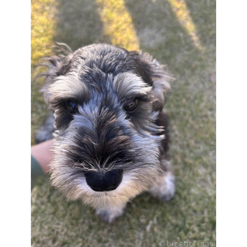 販売中の愛知県のミニチュアシュナウザー-421138の2枚目