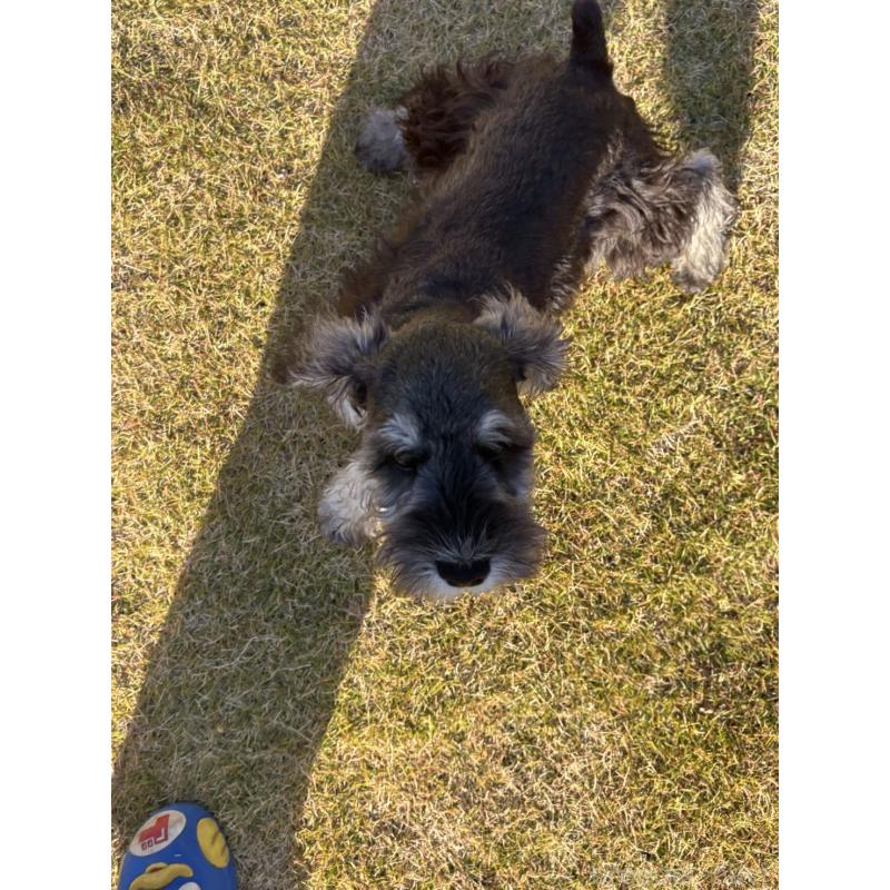 販売中の愛知県のミニチュアシュナウザー-421139の2枚目