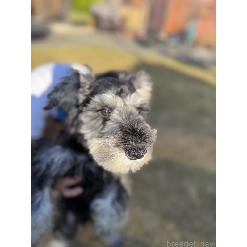 販売中の愛知県のミニチュアシュナウザー-421142の4枚目