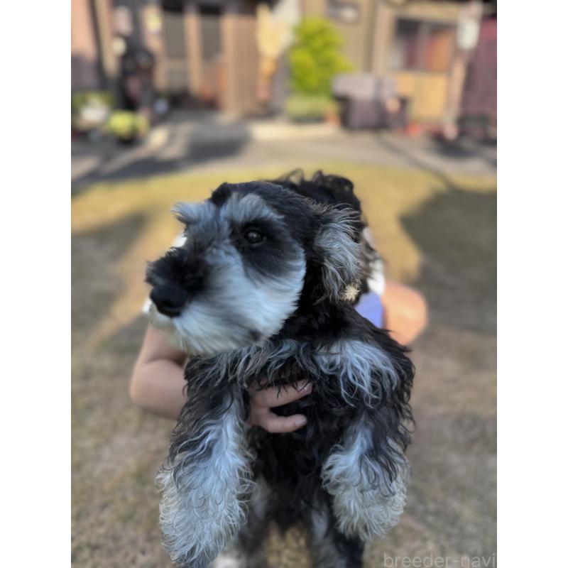 販売中の愛知県のミニチュアシュナウザー-421142の3枚目