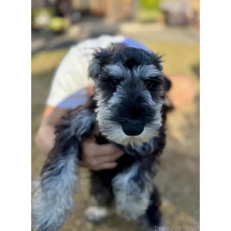 販売中の愛知県のミニチュアシュナウザー-421142の2枚目