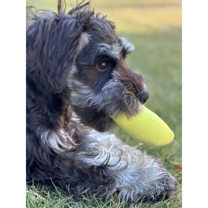 販売中の愛知県のミニチュアシュナウザー-421150の4枚目