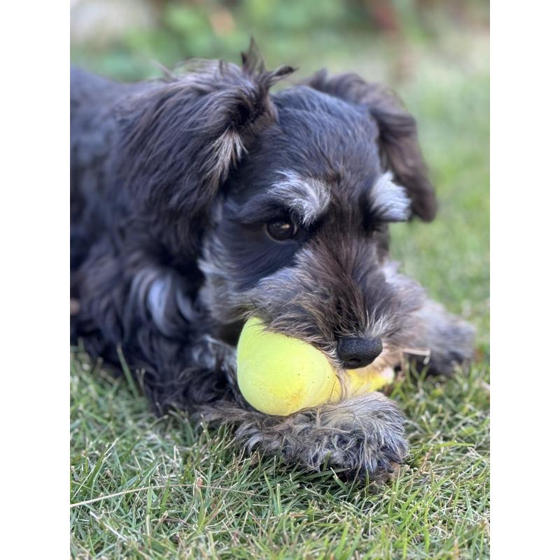 販売中の愛知県のミニチュアシュナウザー-421150の3枚目