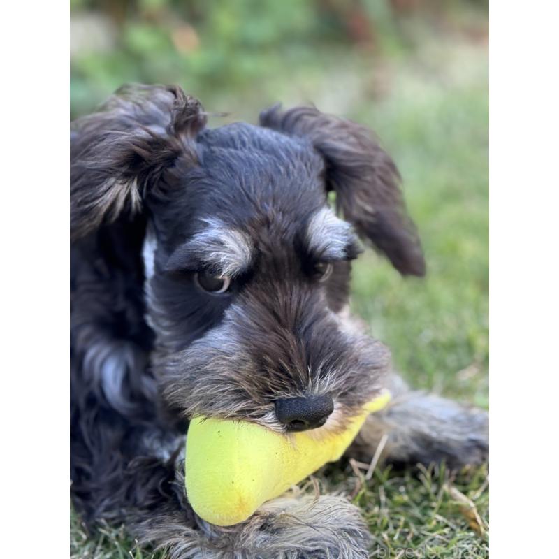 販売中の愛知県のミニチュアシュナウザー-421150の2枚目