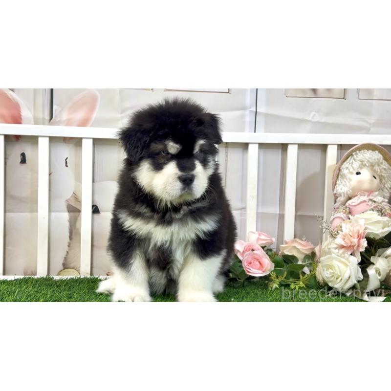 販売中の茨城県のアラスカンマラミュート-423936の5枚目