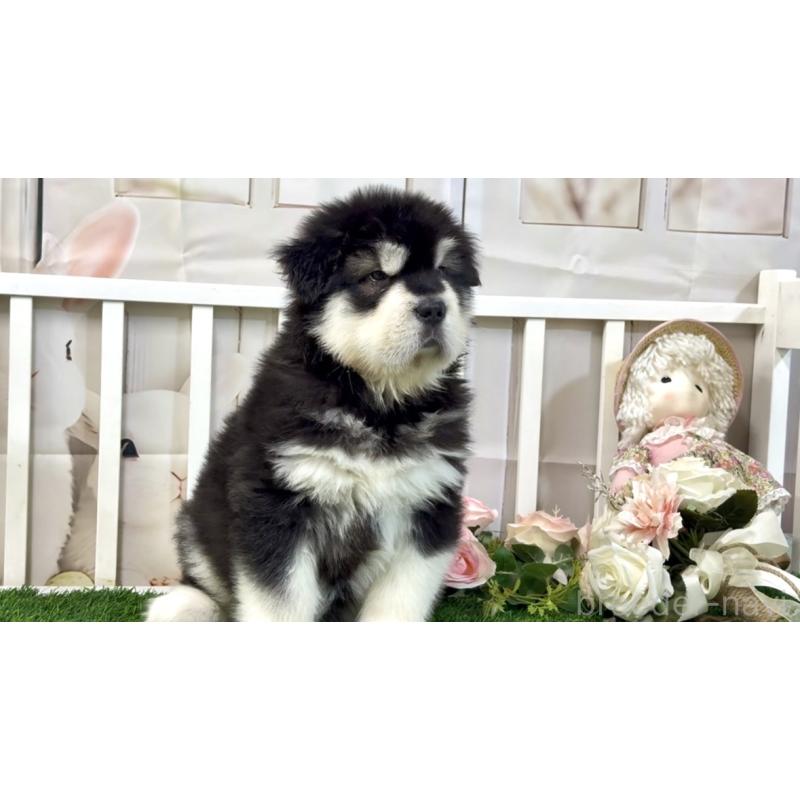 販売中の茨城県のアラスカンマラミュート-423936の6枚目