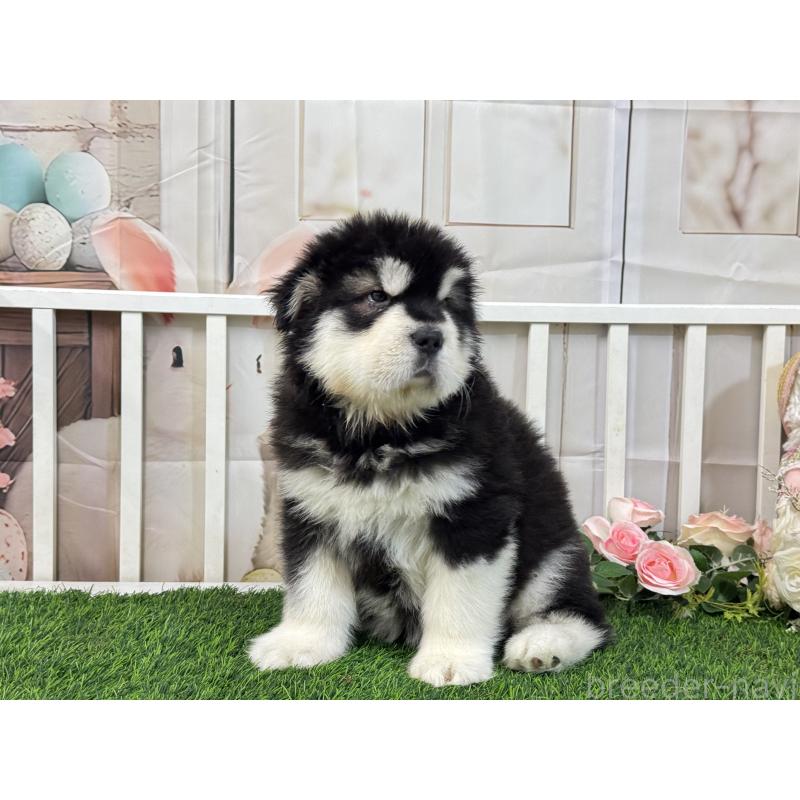 販売中の茨城県のアラスカンマラミュート-423936の4枚目