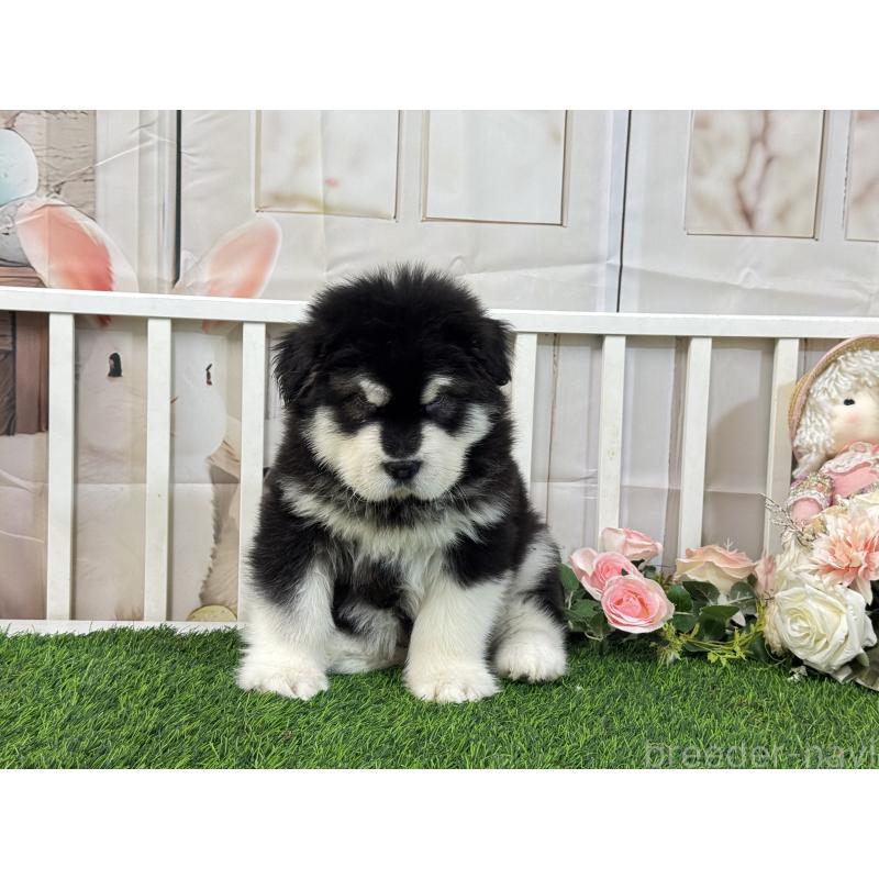 販売中の茨城県のアラスカンマラミュート-423936の3枚目