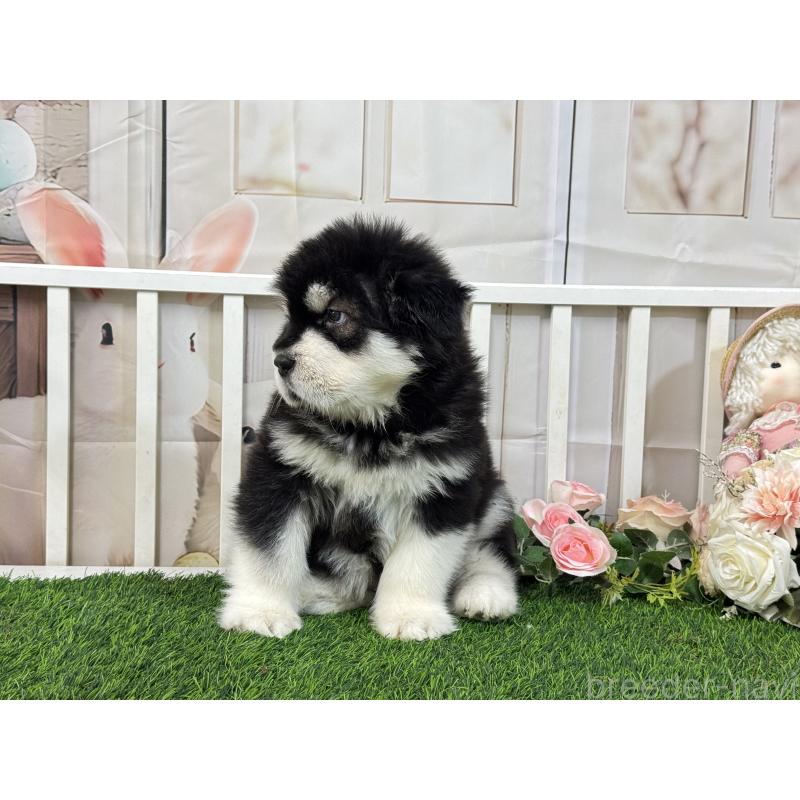 販売中の茨城県のアラスカンマラミュート-423936の2枚目