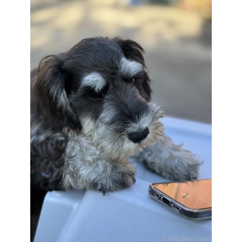 販売中の愛知県のミニチュアシュナウザー-421151の4枚目