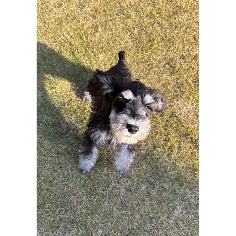 販売中の愛知県のミニチュアシュナウザー-421151の3枚目