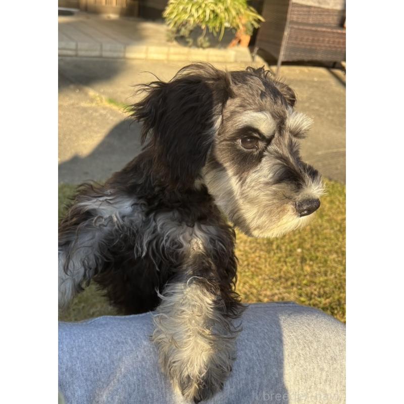 販売中の愛知県のミニチュアシュナウザー-421151の2枚目