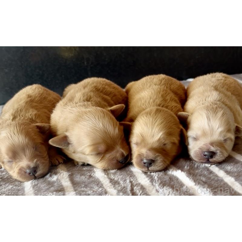 販売中の東京都のミックス犬-429667の2枚目