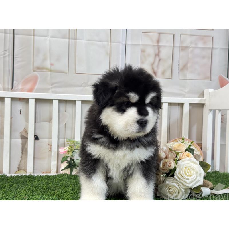 販売中の茨城県のアラスカンマラミュート-423937の6枚目