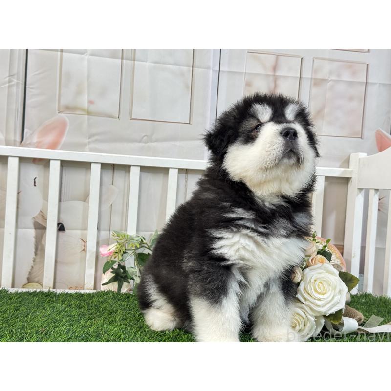 販売中の茨城県のアラスカンマラミュート-423937の5枚目