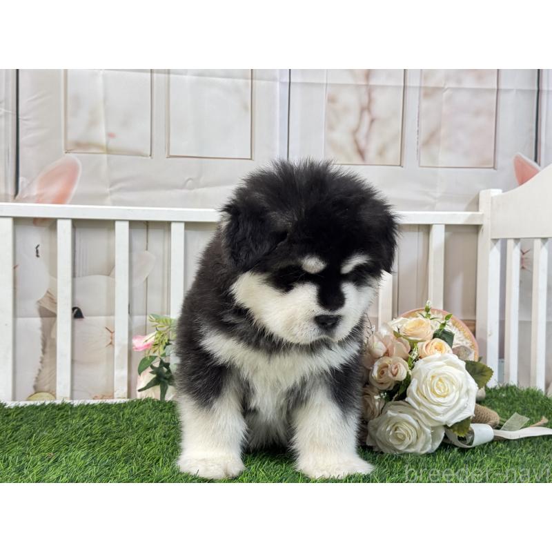 販売中の茨城県のアラスカンマラミュート-423937の4枚目