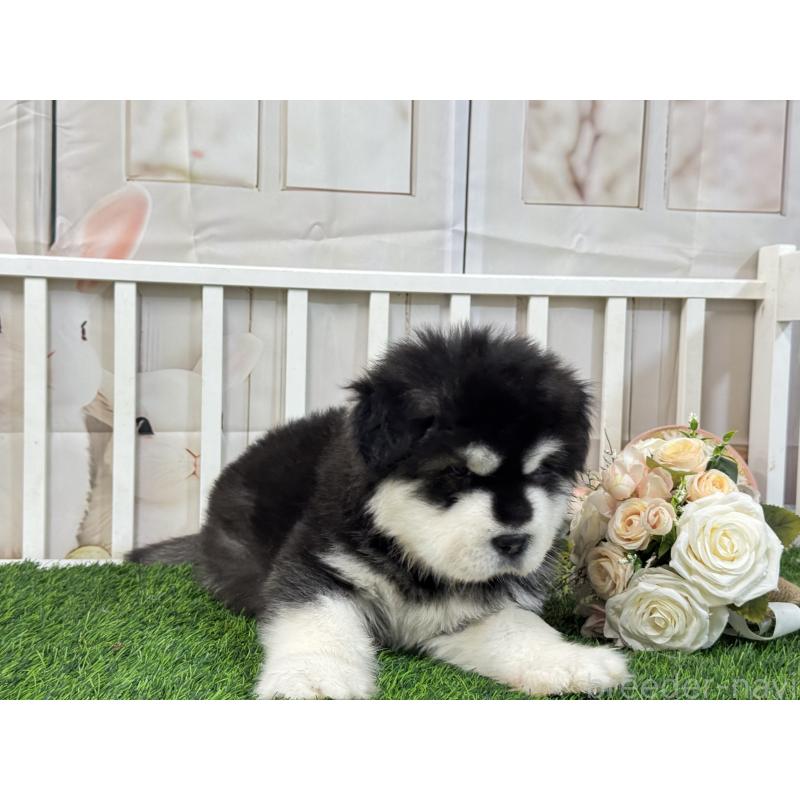 販売中の茨城県のアラスカンマラミュート-423937の3枚目