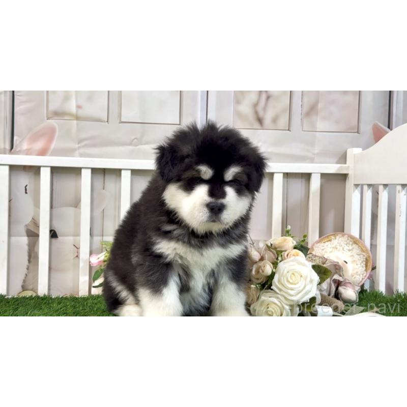 販売中の茨城県のアラスカンマラミュート-423937の2枚目