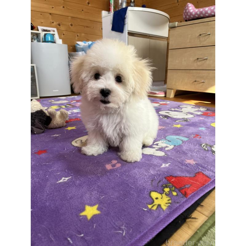 販売中の埼玉県のミックス犬-420765の5枚目