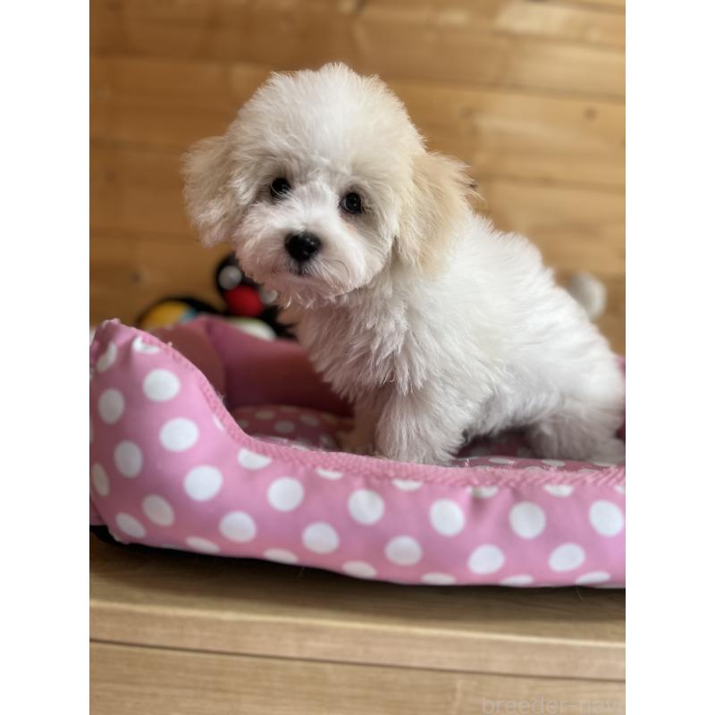 販売中の埼玉県のミックス犬-420765の4枚目