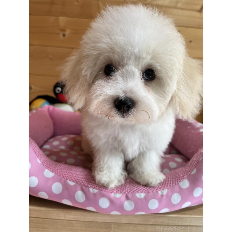 販売中の埼玉県のミックス犬-420765の3枚目