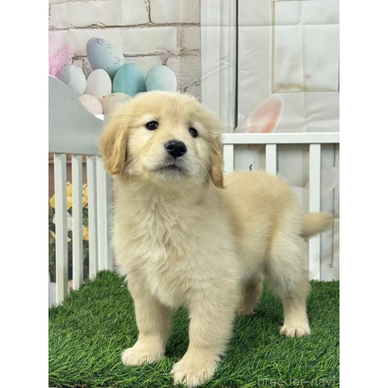 販売中の茨城県のゴールデンレトリーバー-423335の3枚目