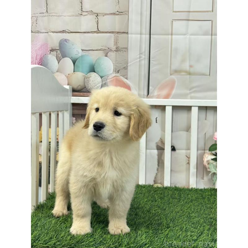 販売中の茨城県のゴールデンレトリーバー-423335の2枚目