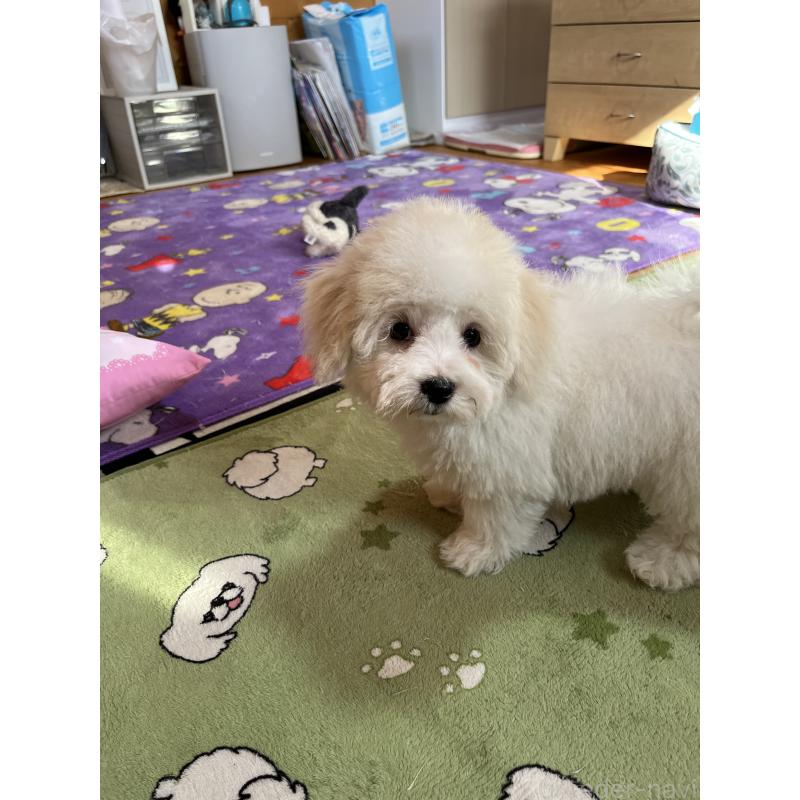 販売中の埼玉県のミックス犬-420765の2枚目