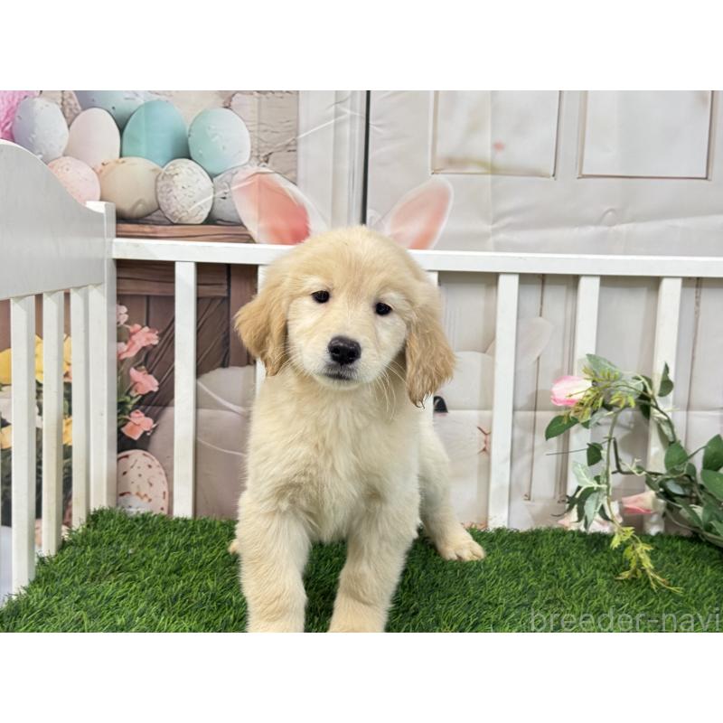 販売中の茨城県のゴールデンレトリーバー-423331の6枚目