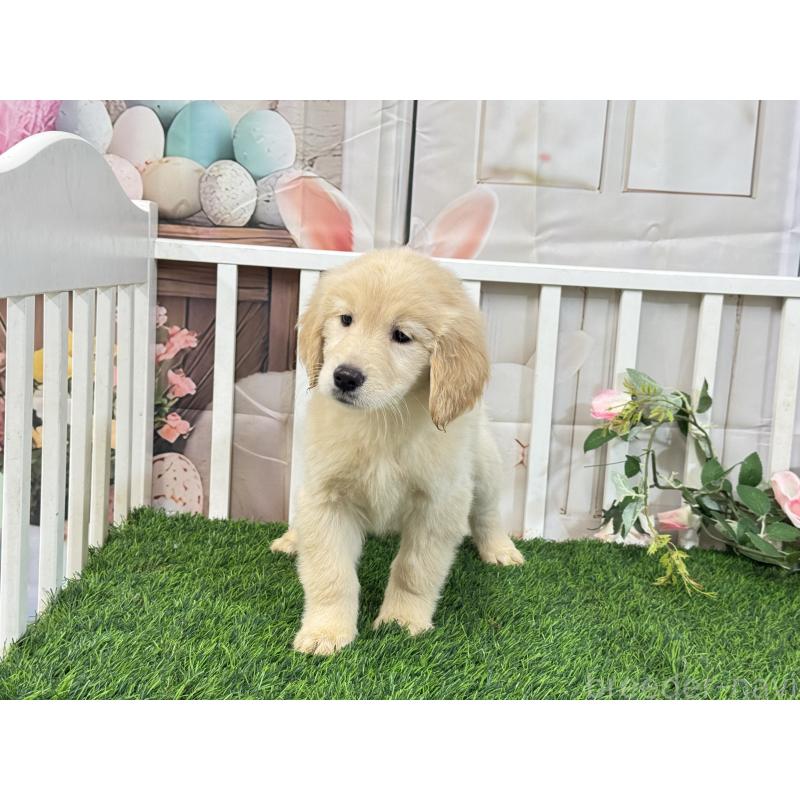 販売中の茨城県のゴールデンレトリーバー-423331の5枚目