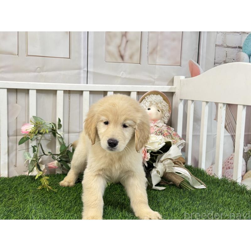 販売中の茨城県のゴールデンレトリーバー-423331の4枚目