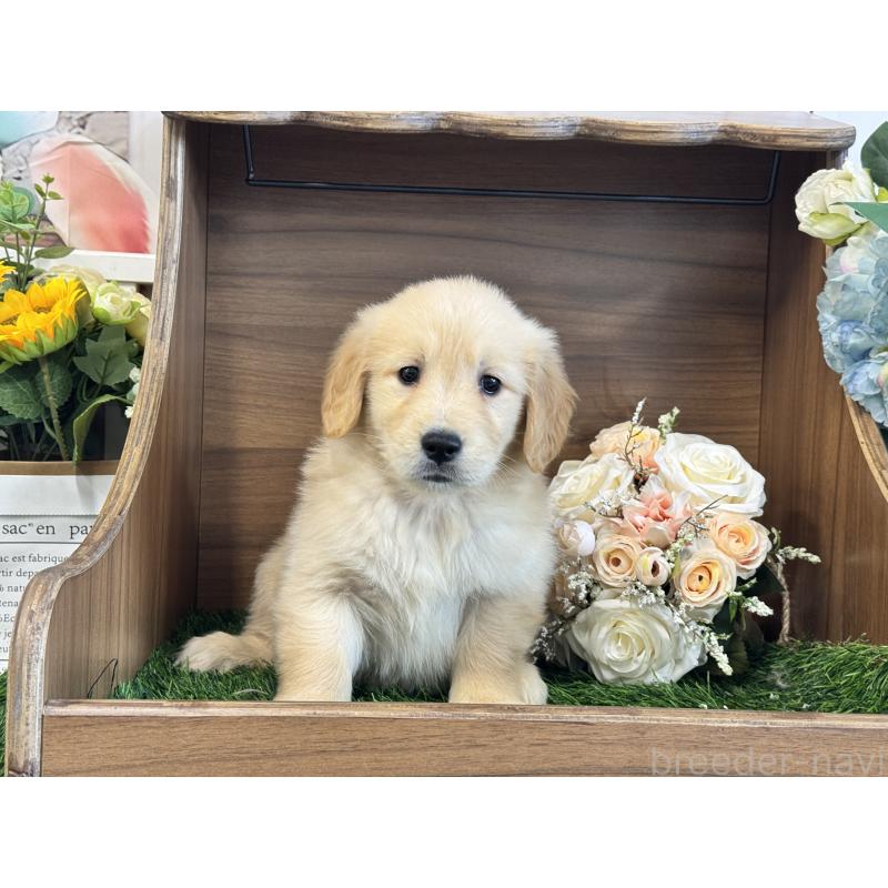 販売中の茨城県のゴールデンレトリーバー-423331の3枚目