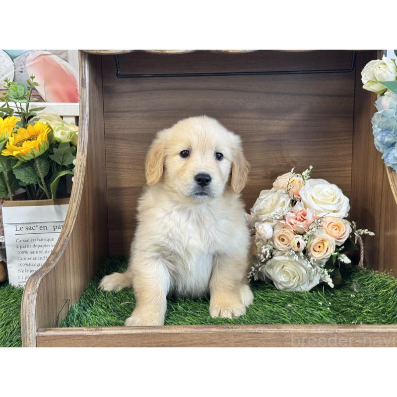 販売中の茨城県のゴールデンレトリーバー-423331の2枚目