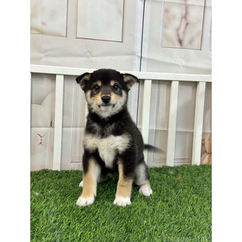 販売中の茨城県の柴犬-429668の5枚目