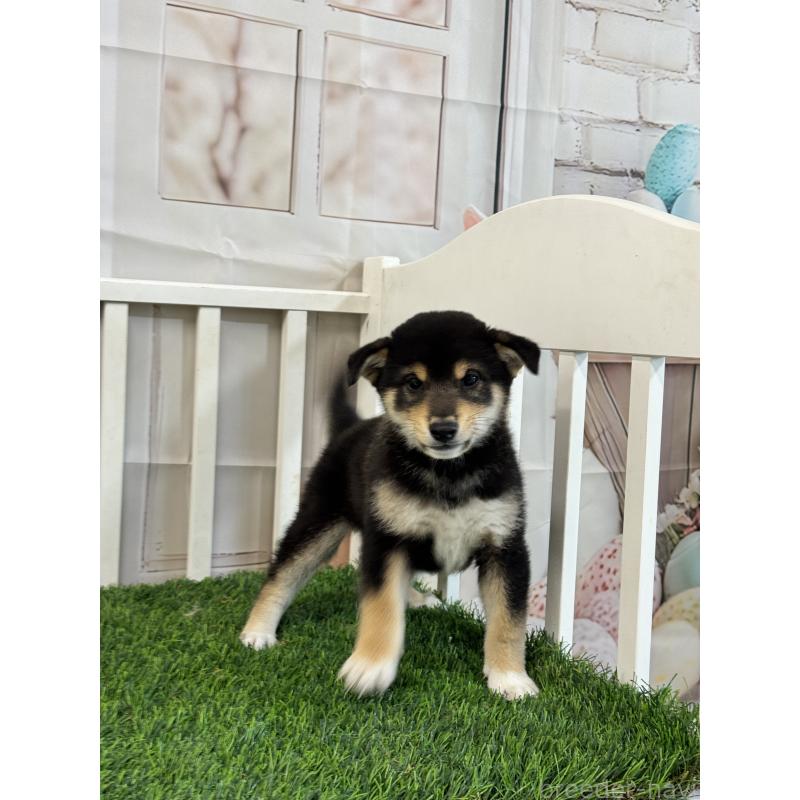 販売中の茨城県の柴犬-429668の4枚目