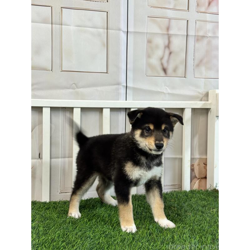 販売中の茨城県の柴犬-429668の3枚目